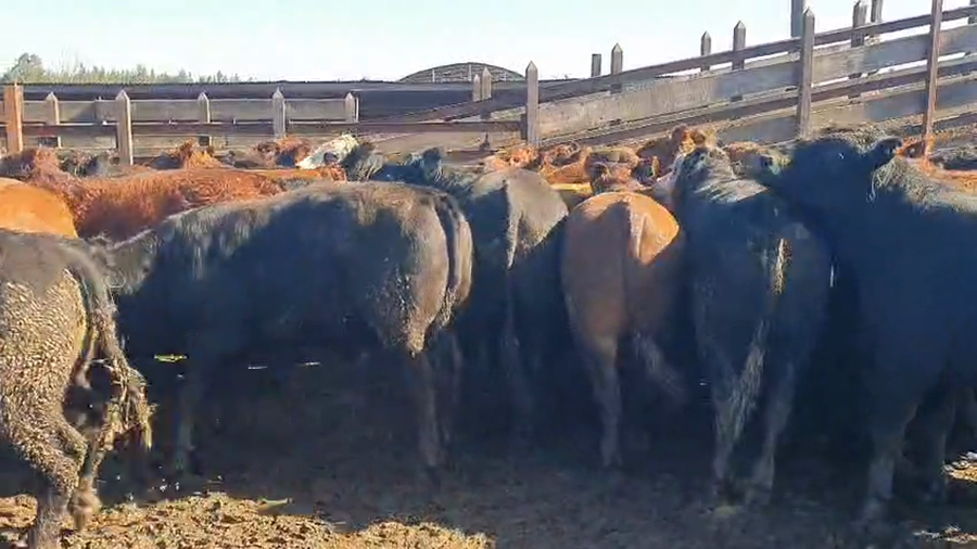 Lote 45 Novillo Gordo en Los Ángeles, VIII Región Biobío