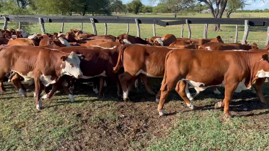 Lote 73 Terneros/as en Durazno, Entre Ríos