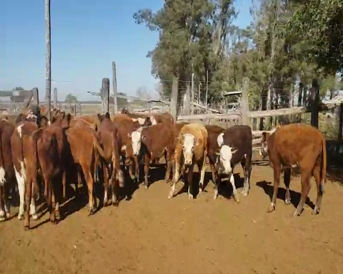 Lote 90 Terneros en Empedrado, Corrientes