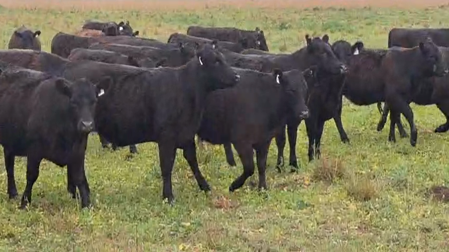 Lote 92 Vaquillonas para servicio