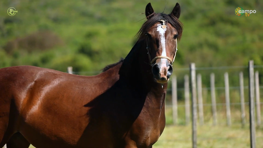 Lote DEL MIRADOR ESCARAMUZA