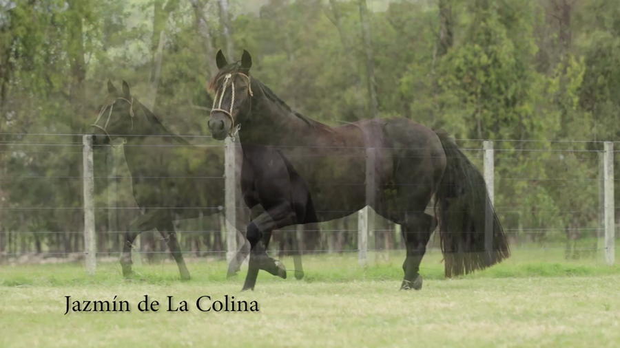 Lote JAZMIN DE LA COLINA R.P 190