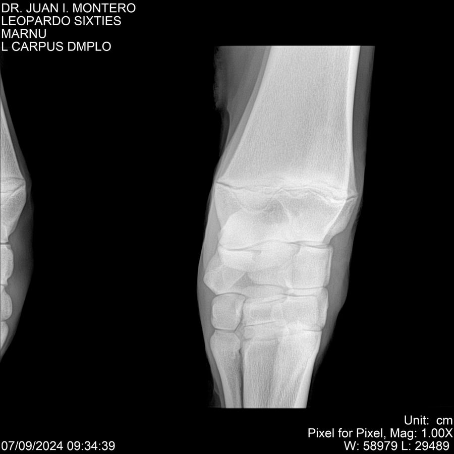 Lote LEOPARDO SIXTIES