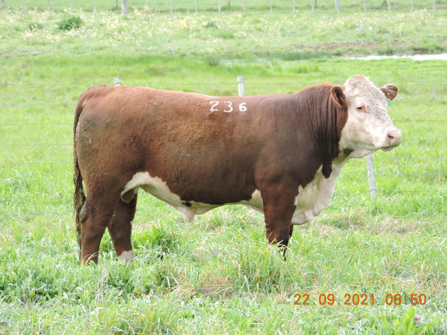 Lote RP 236 - CABAÑA EL TORIL