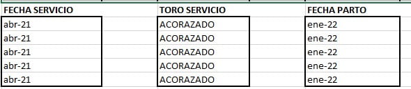 Lote VAQUILLONA PREÑADAS CORRAL 66