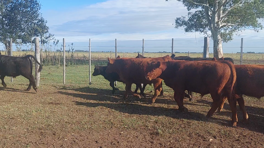 Lote 54 Terneros en Suipacha, Buenos Aires