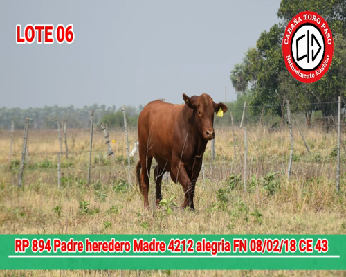 Lote CABAÑA "TORO PASO" RP894