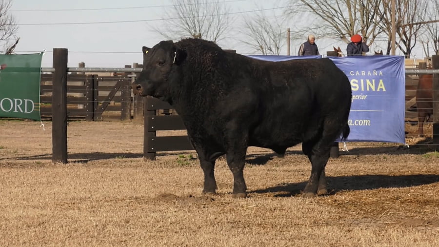 Lote TOROS ANGUS PUROS DE PEDIGREE
