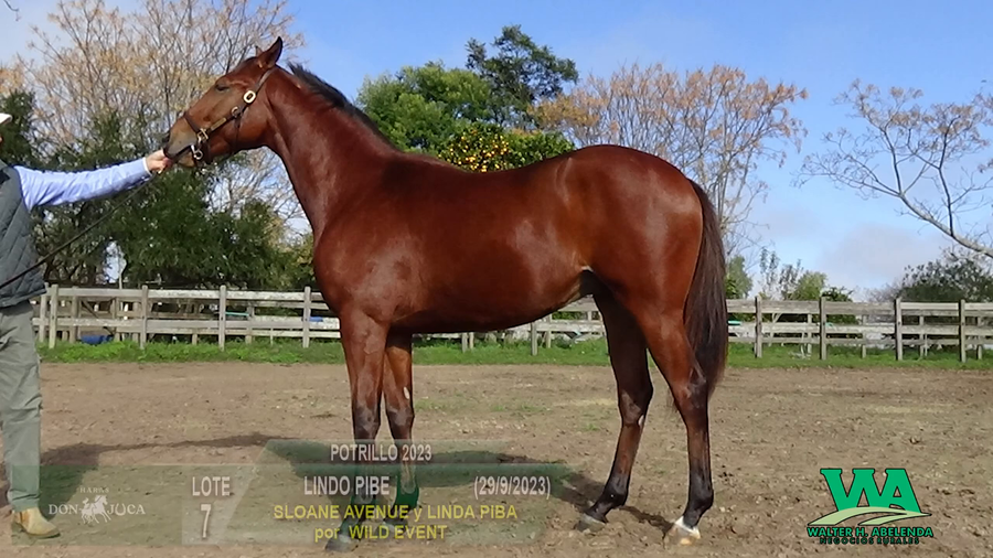 Lote LINDO PIBE