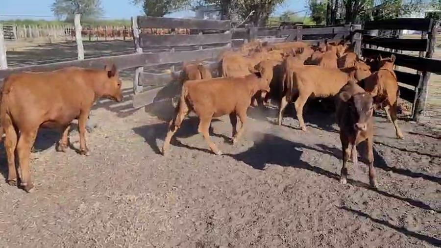 Lote 24 Terneras en Villaguay, Entre Ríos
