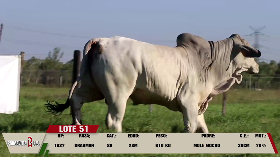 Lote LOTE 51