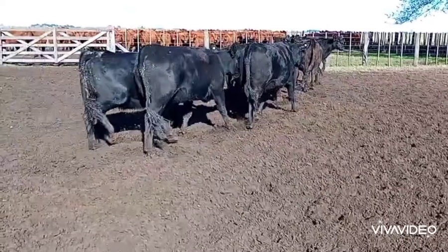 Lote 226 Vaquillonas C/ gtia de preñez