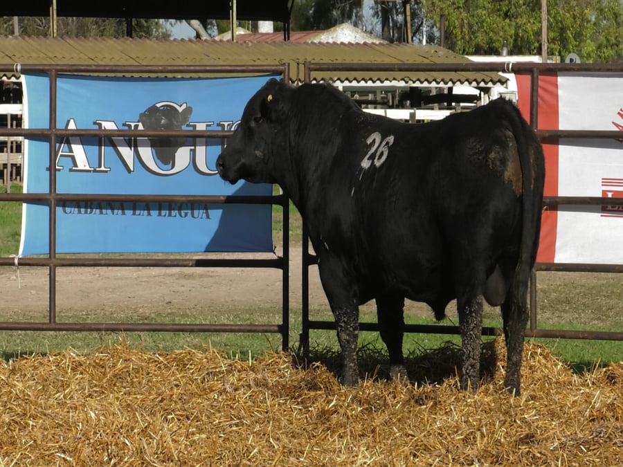 Lote TOROS ANGUS NEGROS PC