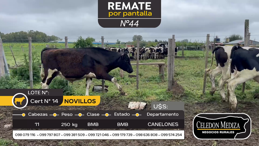 Lote 11 Novillos en Canelones
