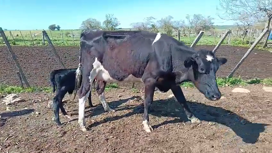 Lote Vaquillonas  a remate en Pantalla Camy 400kg - , San José