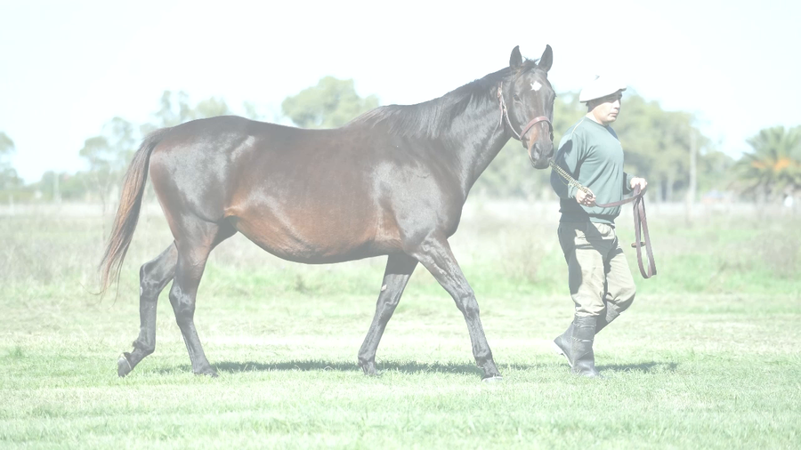 Lote PASSION AND GLORY (HONOUR AND GLORY -  FARNE TALK) Preñez por NICODEMUS