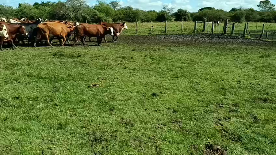 Lote 50 Vacas nuevas C/ gtia de preñez