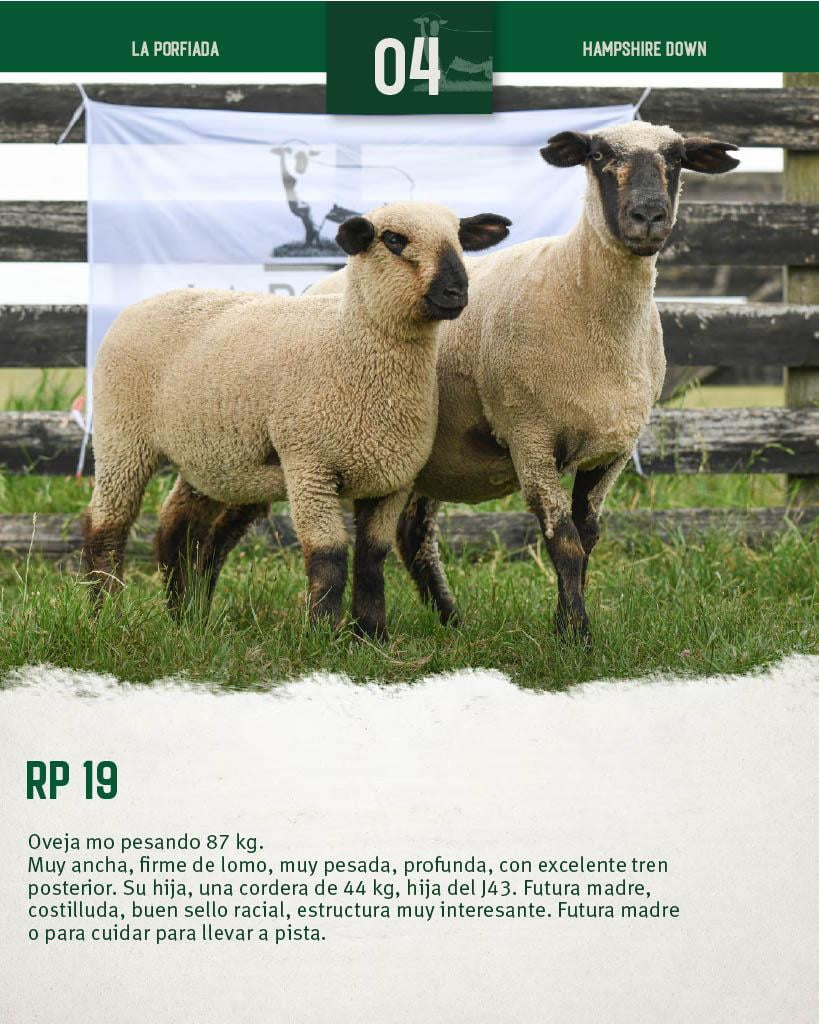 Lote Ovejas a remate en 4º Genetica Productiva, Florida