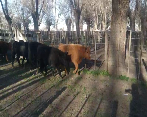 Lote 44 Terneros en Gral. Lamadrid, Buenos Aires
