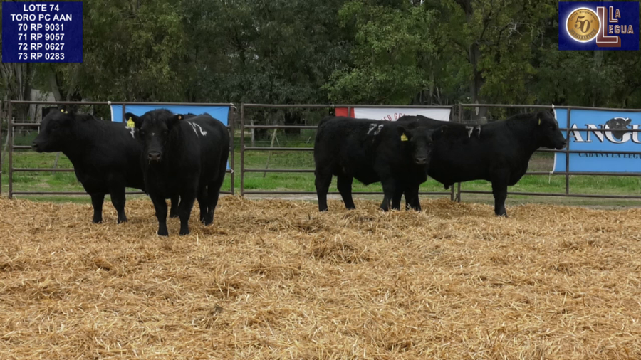 Lote TOROS ANGUS NEGROS PC