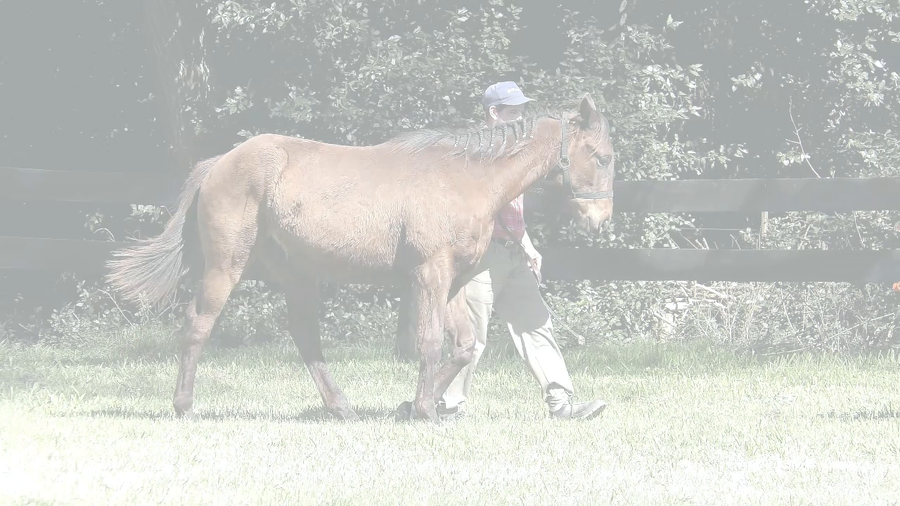 Lote COQUETO NAK (ANAK NAKAL -  LA MUY COQUETA)