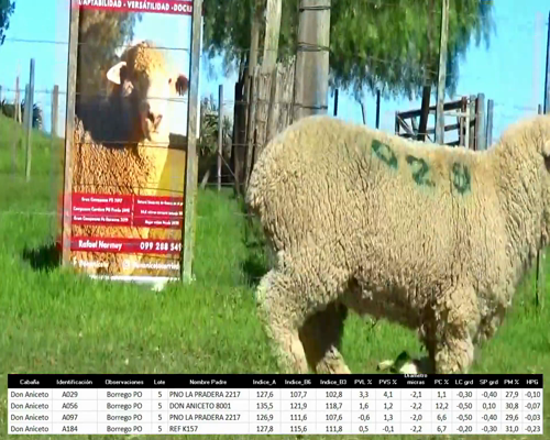 Lote 4 Borregos a remate en La Señal del Futuro , Tacuarembó