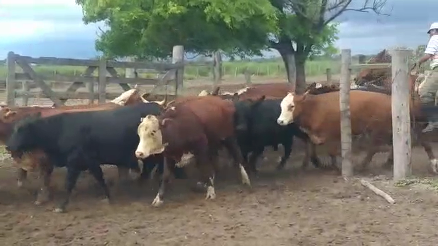 Lote 45 Novillos en Vilelas, Santiago del Estero