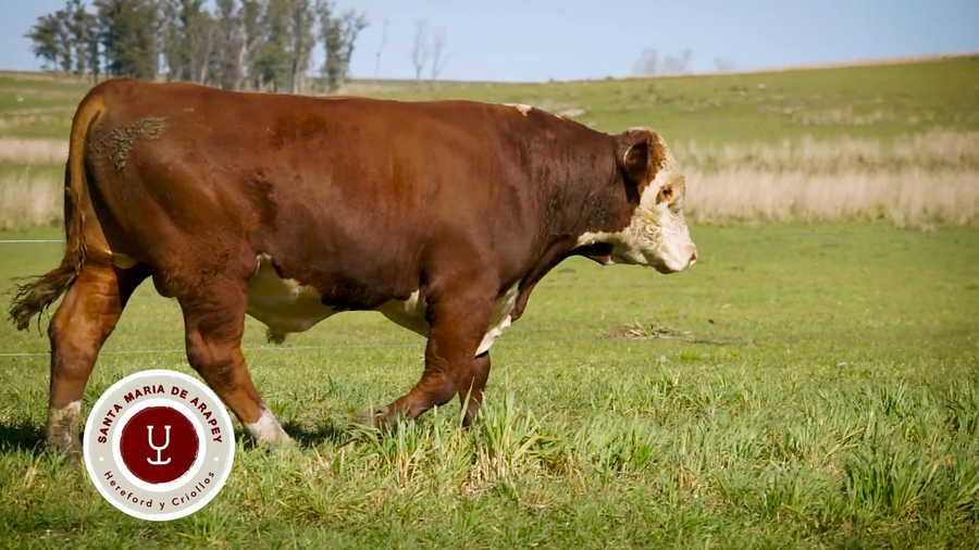 Lote TOROS SANTA MARIA DE ARAPEY