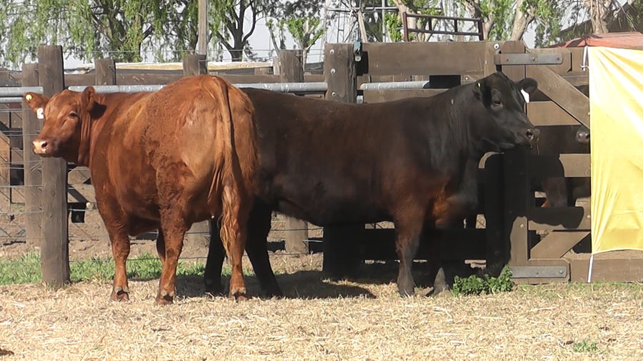 Lote VAQUILLONAS A. ANGUS PURO PEDIGREE