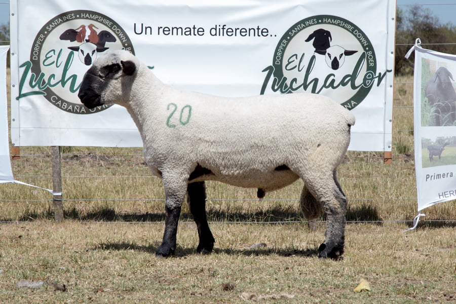 Lote OVINO HAMPSHIRE D. MACHO PPC