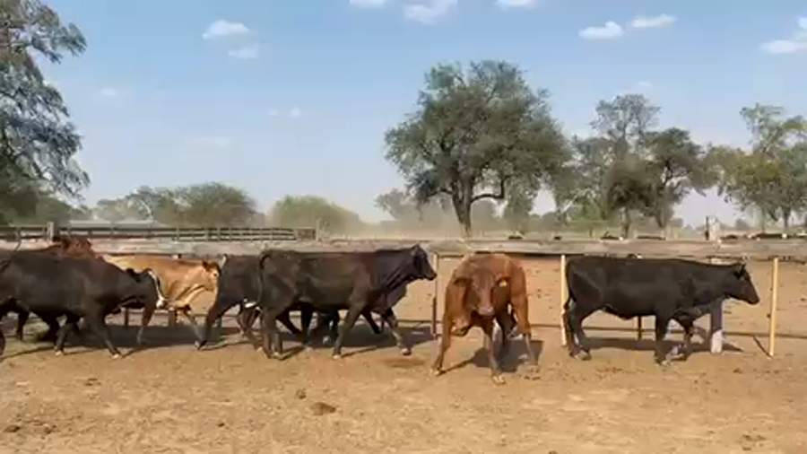 Lote 35 Vaquillonas preñadas en Las Lomitas, Formosa