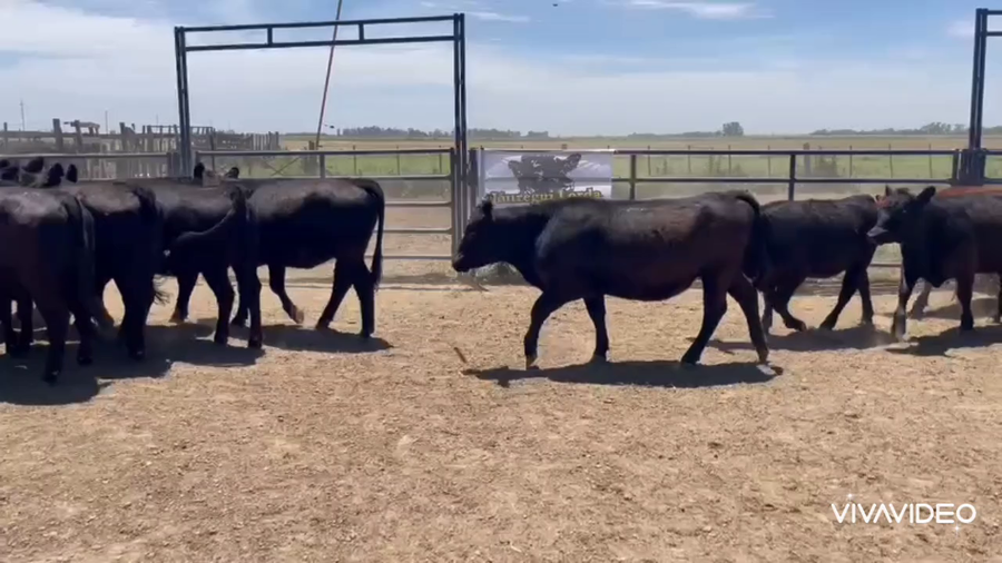 Lote 51 Vaquillonas en La Plata, Buenos Aires