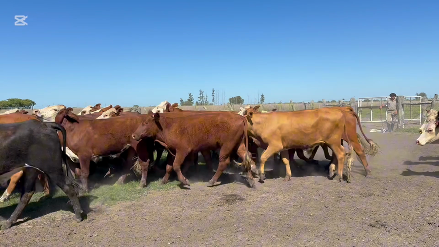 Lote 43 Novillos en Corrientes, Mercedes
