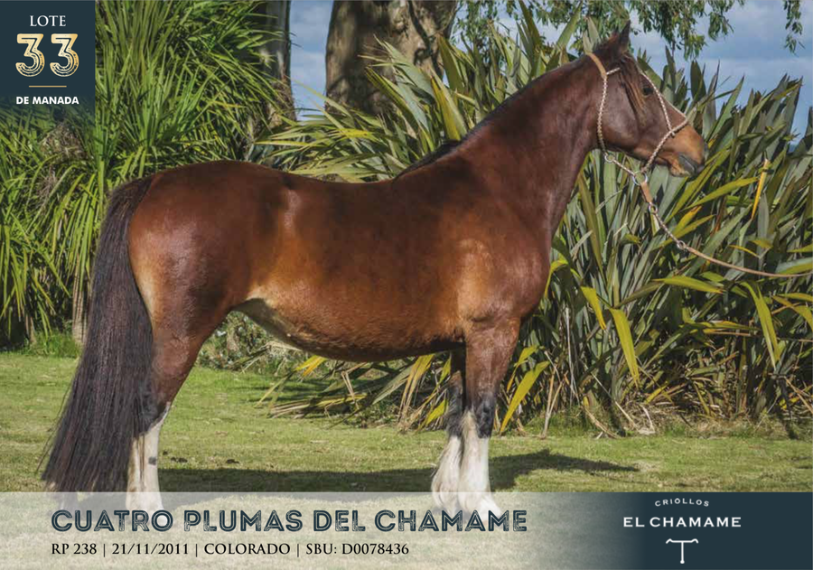 Lote CUATRO PLUMAS DEL CHAMAME