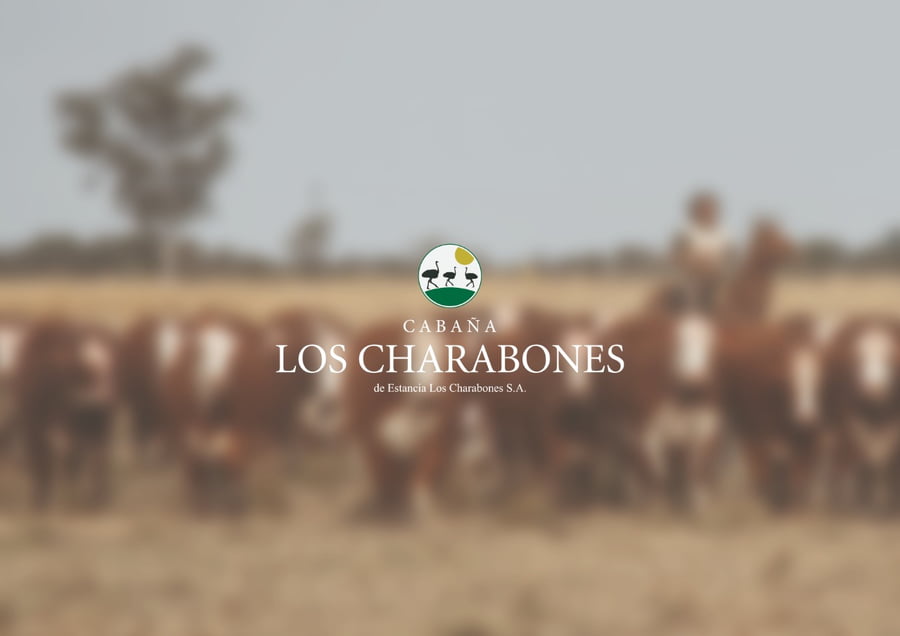 Lote Vaquillonas Braford -  Los Charabones
