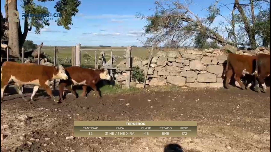 Lote 32 Terneros 31 HERF /  1 HERF X RA a remate en 6º Expo Nacional Hereford 172kg -  en QUIEBRAYUGOS