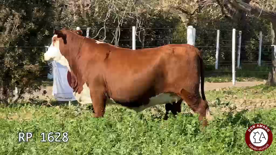 Lote Hembras Don Amado