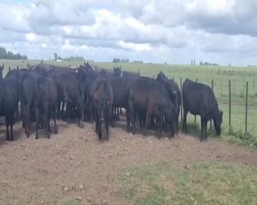 Lote 32 Vaquillonas preñadas en Olavarría, Buenos Aires