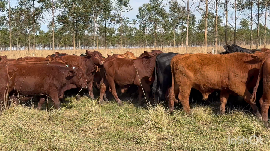 Lote 70 Terneros en Corrientes, Chavarría