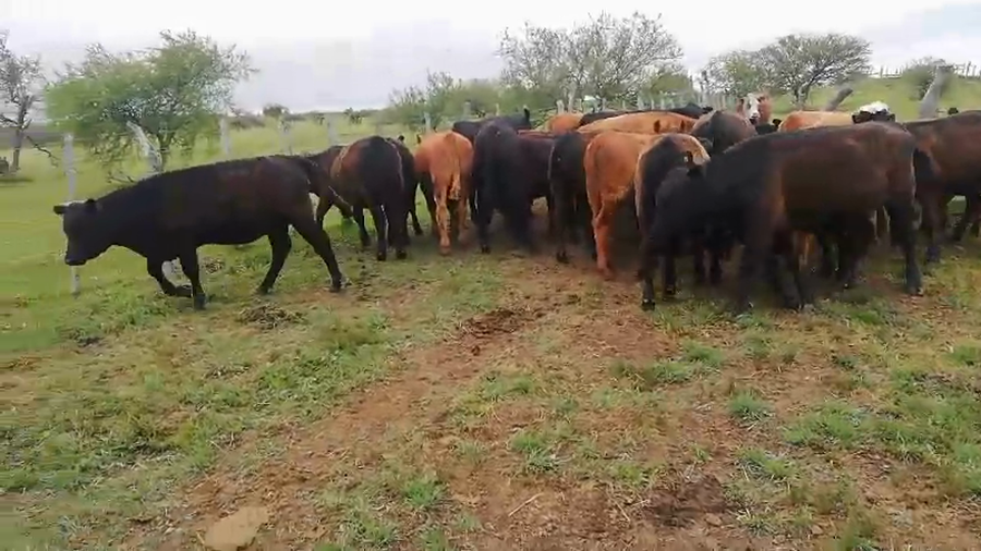 Lote 65 Terneros/as en Federal, Entre Ríos