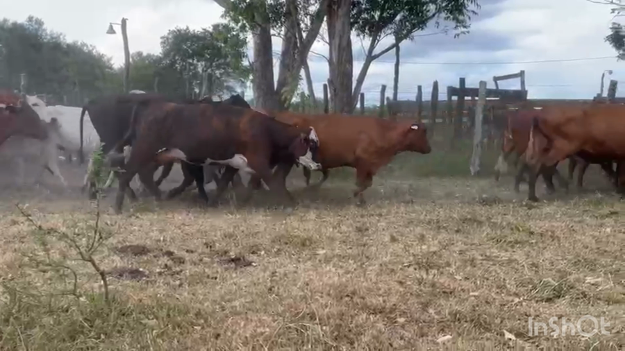 Lote 35 Vientres con servicio en Corrientes, San Luis del Palmar