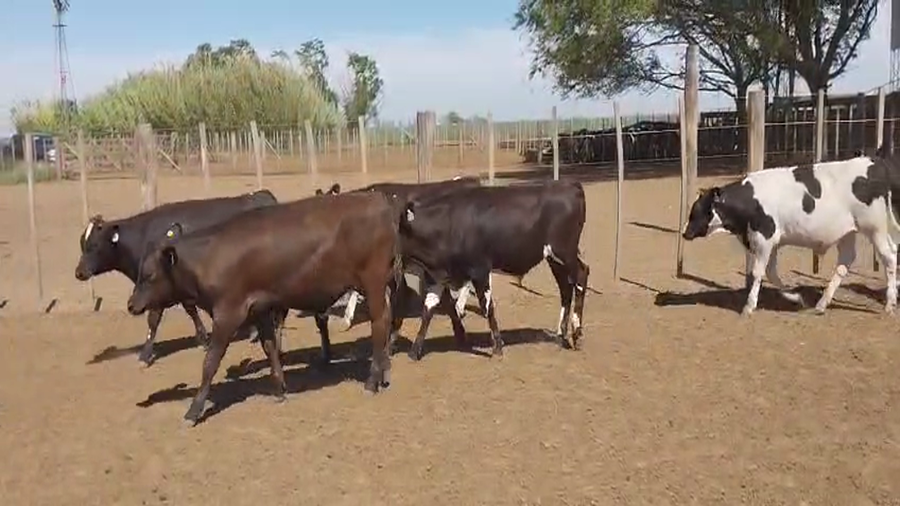 Lote 75 Terneros