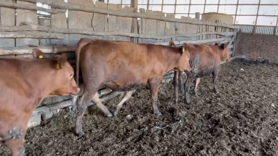 Lote 50 Novillo Engorda en San Carlos, XVI Región Ñuble