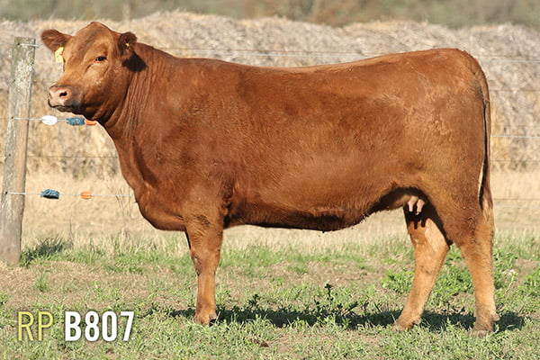 Lote 4 VAQUILLONAS PREÑADAS PURAS DE PEDIGREE