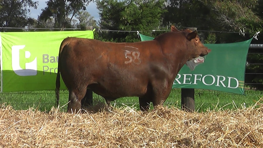 Lote TOROS ANGUS PUROS CONTROLADOS