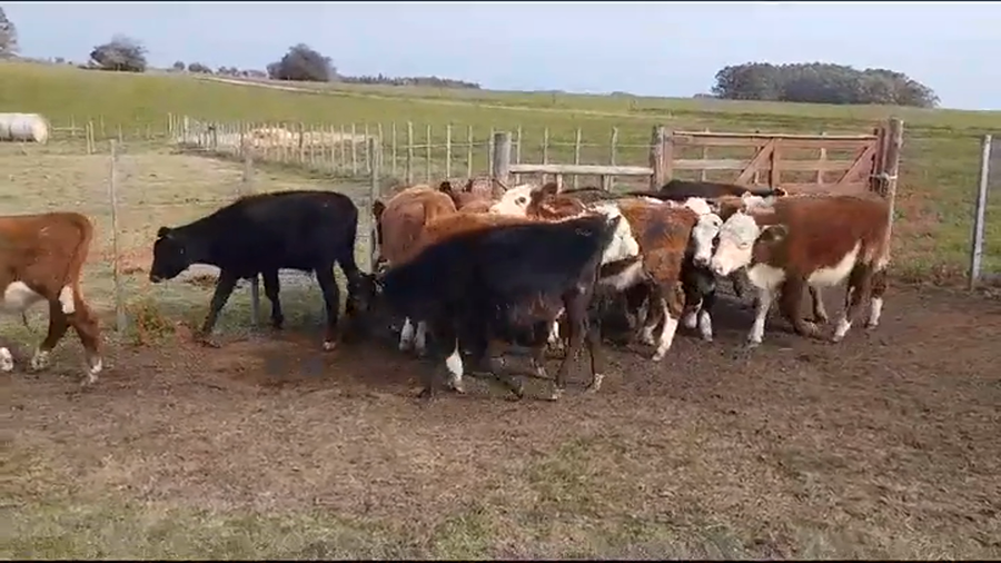 Lote TERNEROS