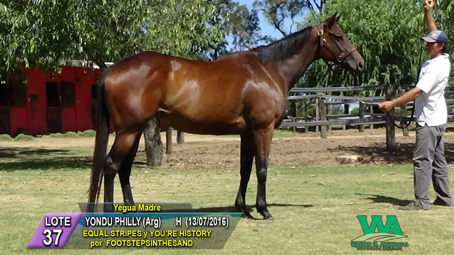 Lote YONDU PHILLY (Arg)