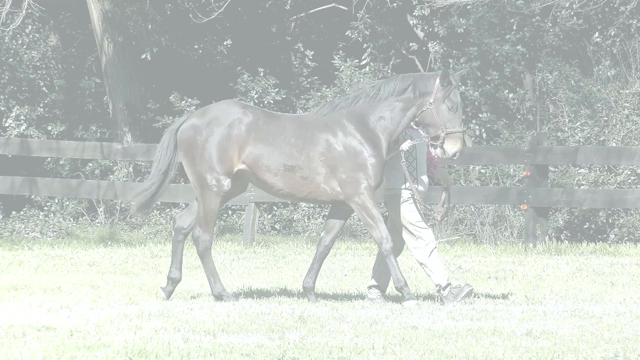 Lote MASADA SI (SILENTIO -  MASIERA)