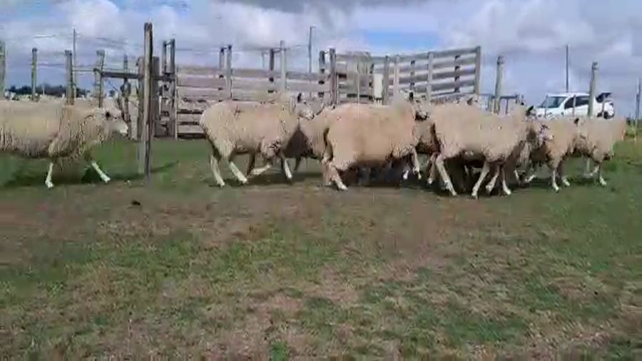 Lote (Vendido)113 Ovejas a remate en #6 Remate Entre Martillos, San José