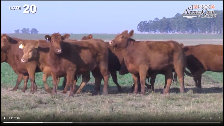 Lote 10 Vaquillonas Angus Coloradas Preñadas - Santa Anita, Entre Rios